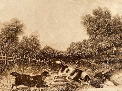 Hunting pheasant sigismond - hunting,