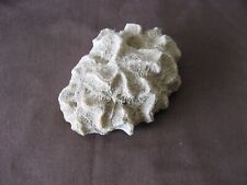Ancien corail fossile