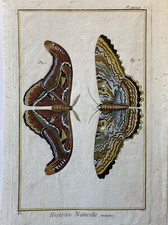 Papillons, , Encyclopédie
