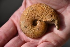 ammonite Roberticeras Komihevitraense albien de Atsimo Andrefana Madagascar