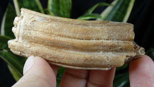 Dent fossile proboscidien - dent,