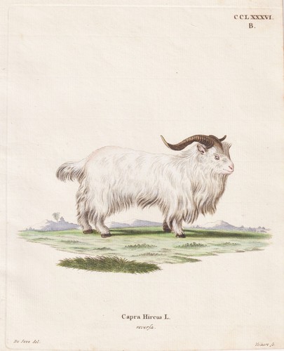 Chèvre naine - chèvre,