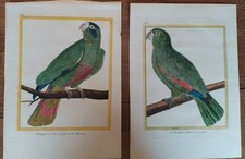  gravures de perroquet du 18e