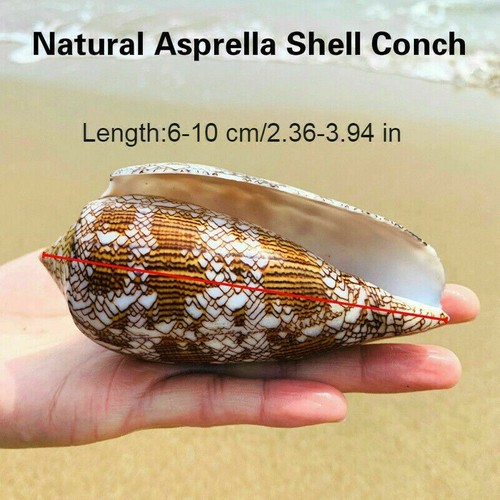 Naturel asprella coque - naturel, conque