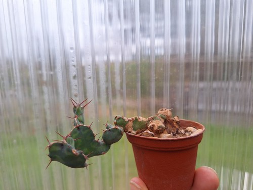 Euphorbia euphorbe - euphorbia,