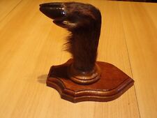 Trophée sabot sanglier 16,5