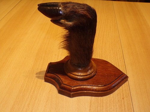 Trophée sabot sanglier - , 16,5