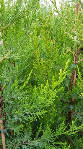 Cupressocyparis leylandii - x,