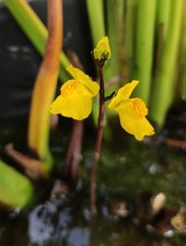 Utricularia macrorhiza {USA} 
