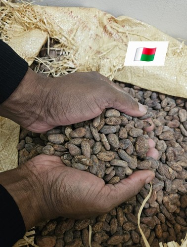 Fèves cacao crues non - de,