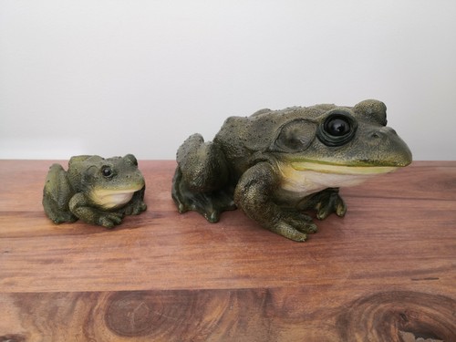 Grenouille taureau - 2,
