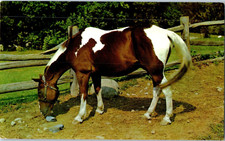 Carte Postale De Pâturage De Cheval Lewitz