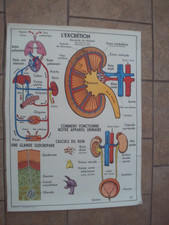 AFFICHE PEDAGOGIQUE SCOLAIRE ROSSIGNOL  LE SYSTEME NERVEUX - LA PEA   LE TOUCHER