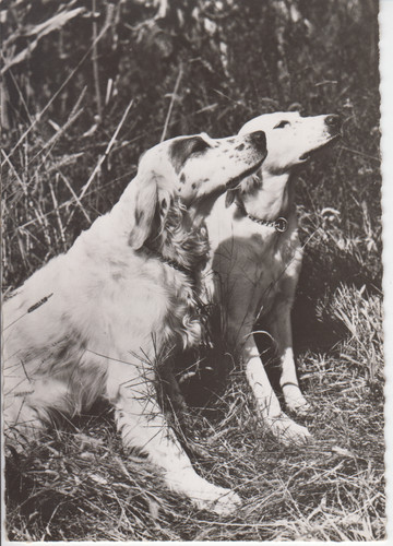 Carte postale chien setter - carte,