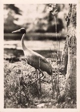 ANCIENNE PHOTOGRAPHIE ANIMALIERE A CLERES UNE GRUE