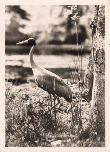 Ancienne photographie - ancienne,