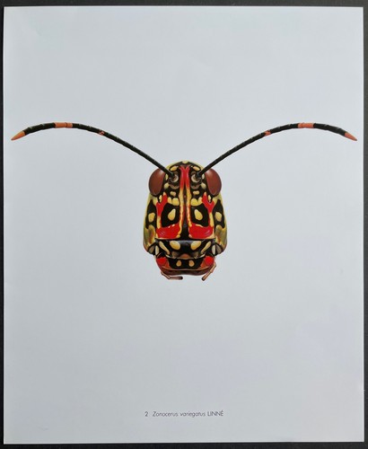 Entomologie zonocerus - entomologie,