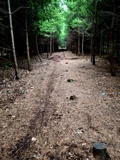 LUVILLE - DECOR NOEL - SAPIN