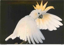 Animaux - Oiseaux - Cacatoès à huppe jaune - Zoo de Beauval - CPM - Carte Neuve