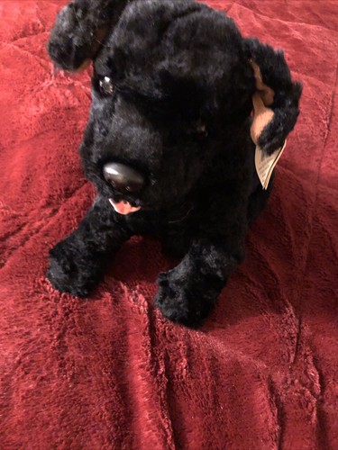 Cinders black dog - cinders, 3rd