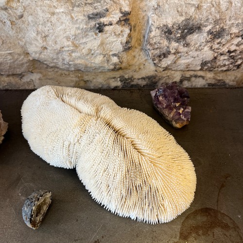 Ancien grand corail blanc