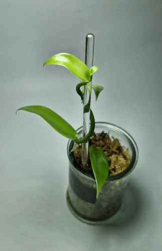Vanilla planifolia vanillier - vanilla,