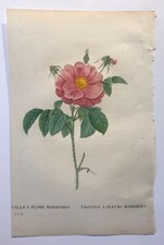 Pierre Joseph Redouté, les roses, 1824