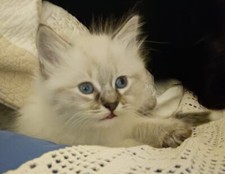 chaton siberien neva