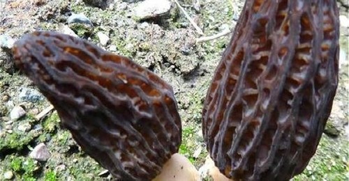 Culture champignon - culture, de