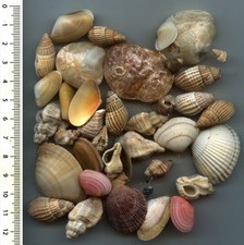 Shell / Coquillages divers de