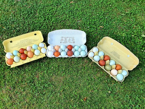 Oeufs poules pondeuses - 12, x