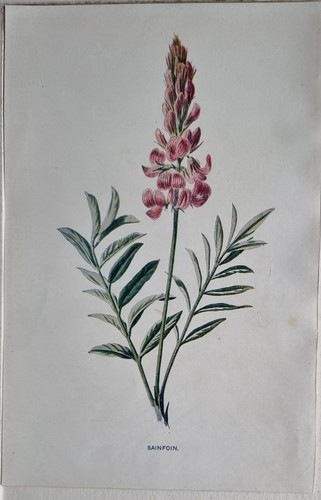 Impression fleurs de - impression,