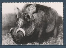 CPSM vers 1960 nature faune animaux   phacochère