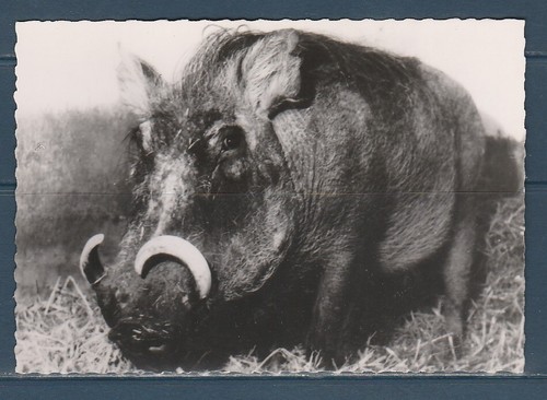 Cpsm vers 1960 nature faune - 1960,
