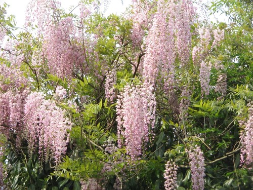 Glycine floribunda rosea - glycine,