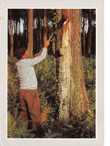 Landes resinier - landes,