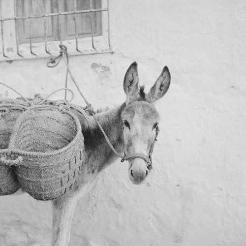 Photo papier argentique - photo,