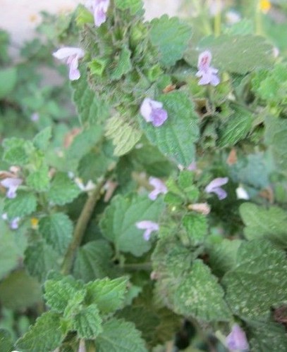 Ortie officinale à fleur - ♫,