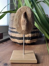 🐊 Dent de Mosasaure - Fossile Authentique - Sur socle