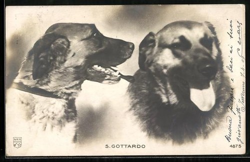 Gottardo deux chiens - deux,