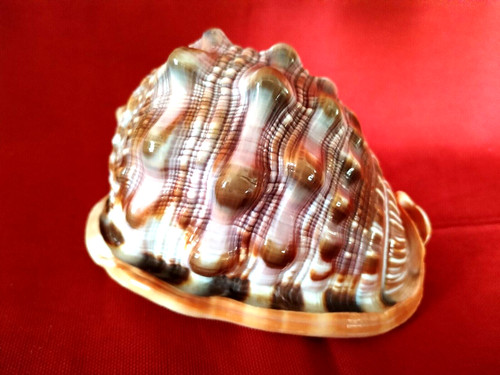 Coquillage mollusque casque