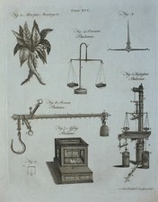 1797 Original Imprimé Atropa Mandragora Commune Balance Romain Hydrostatique
