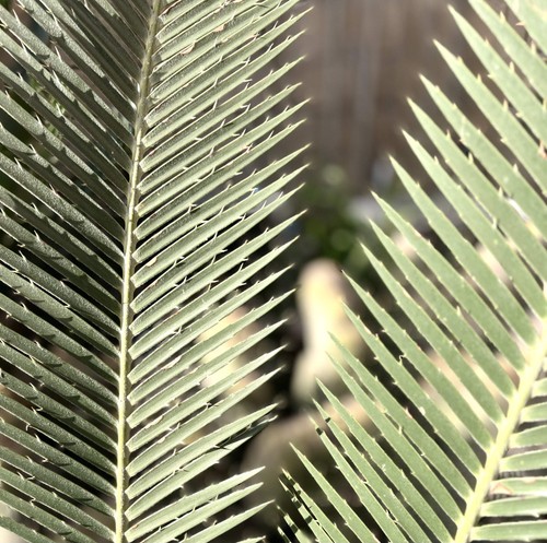 Dioon purpusii seeds graines - -,