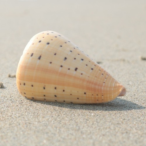 Naturel conque coque aquarium - naturel,