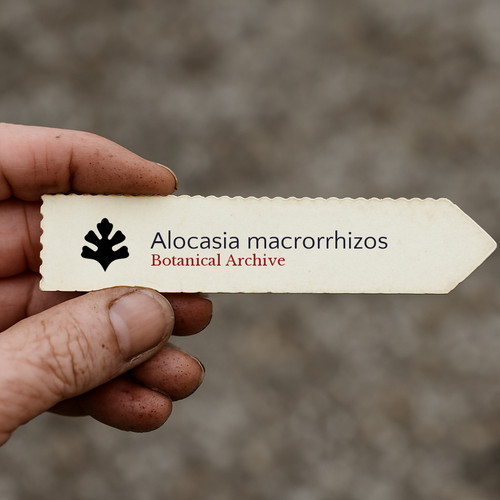Alocasia macrorrhizos giant - macrorrhizos, |