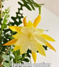 Epiphyllum Anguliger Jaune-