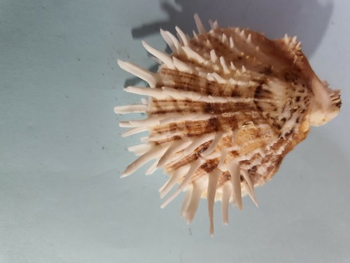 Coquillage brun blanc pour - coquillage, brun/blanc