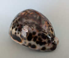 Cypraea Tigris 93,1 mm f+++/gem Madagascar " Beau spécimen "