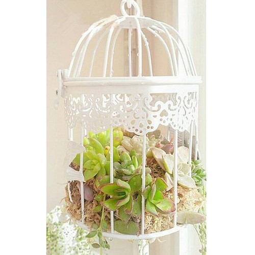 Pot succulentes en forme - pot,