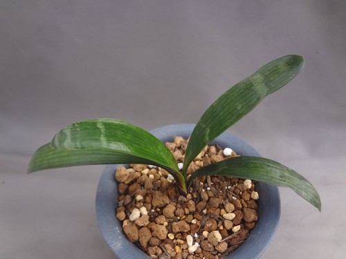 Clivia miniata ghost tiger - clivia,
